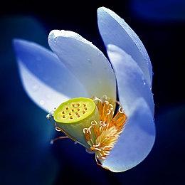 动画《死亡细胞：不朽》预告 6月19日播出